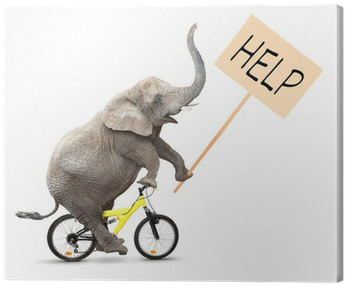 African Elephant On A Bike Holding Protest Sign - Eutuxia Monitor Stand - [metal] [tempered Glass] Slim (400x400), Png Download