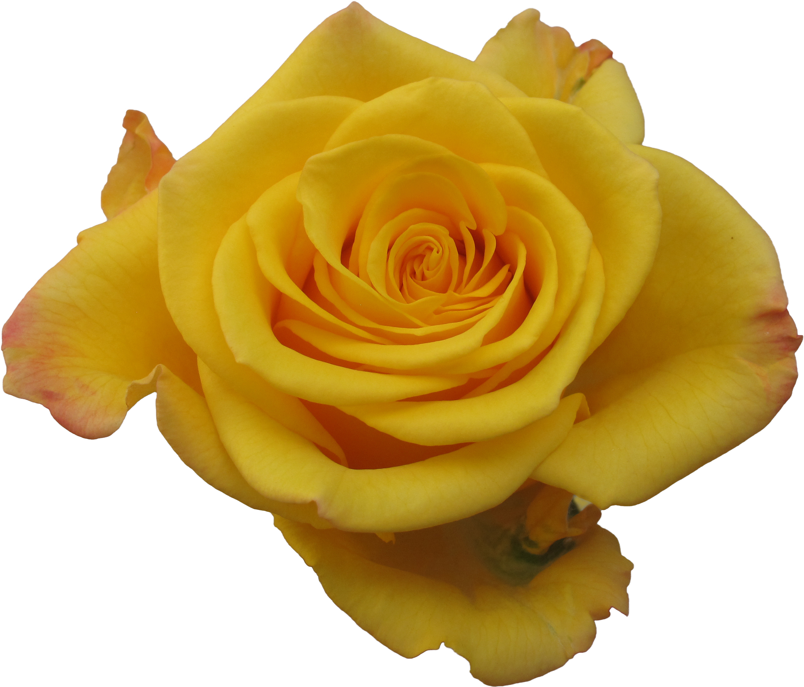 Rose Sonrisa - Flower (3100x2325), Png Download