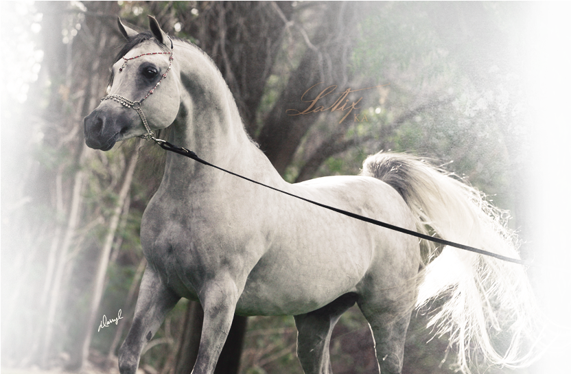 Nestled In Peralta, Nm, Sonrisa Farms Boasts An Extraordinary (994x544), Png Download