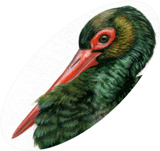 Original “angelitos Negros” - Black Stork (529x500), Png Download