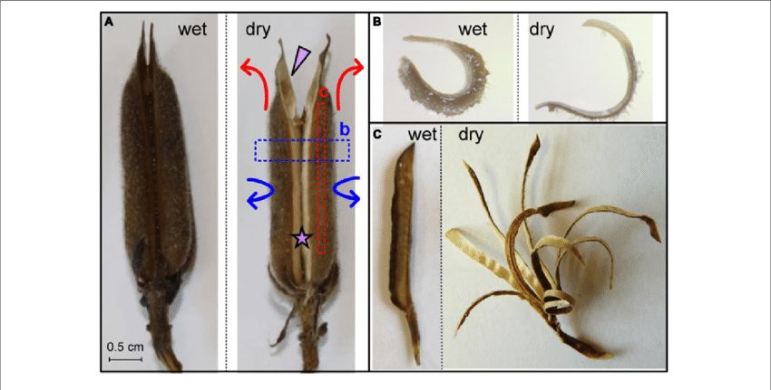 Sesame Capsule Hygroscopic Movement - Hygroscopic Movement In Plant (850x431), Png Download