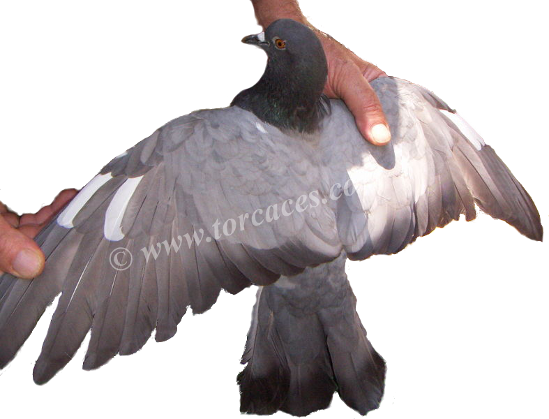 Paloma Casalese O Lisa Italiana - Stock Dove (787x600), Png Download