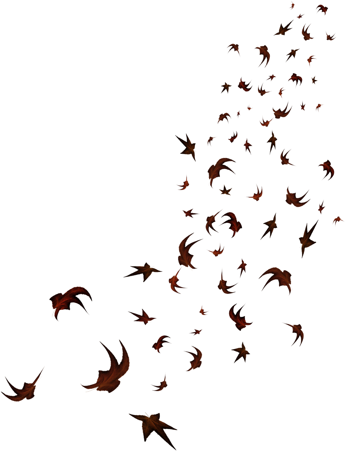 Lindas Imagens De Outono Folhas Em Png Stock Image - Flock (1333x1600), Png Download