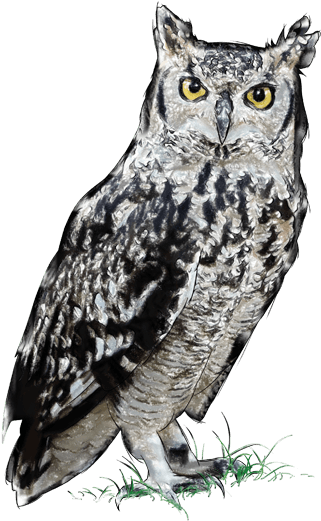 Duc Africà (385x527), Png Download