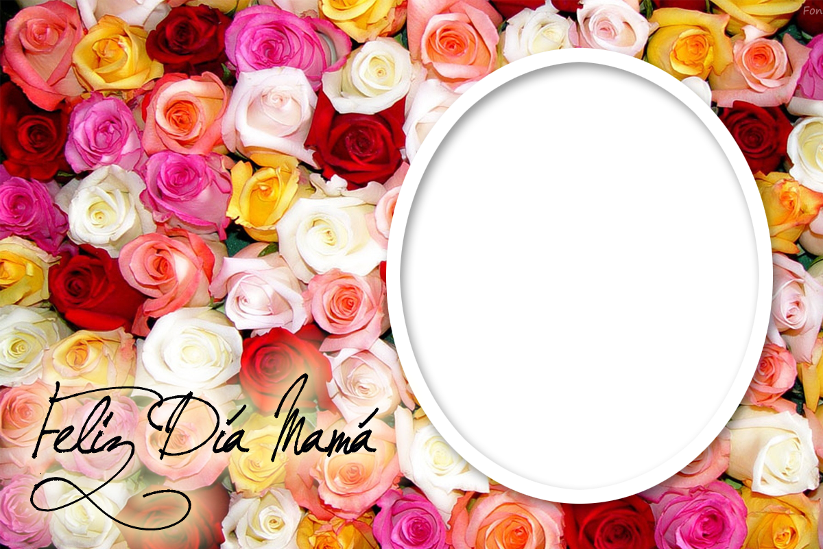 Rosas De Muchos Colores - Flores Del 10 De Mayo (1200x800), Png Download