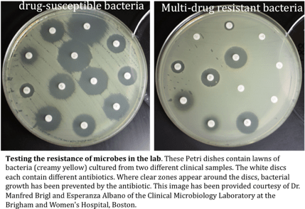 Bacterial Resistance Arises Through The Simple Process - Antibiotic Resistance Petri Dish (433x305), Png Download