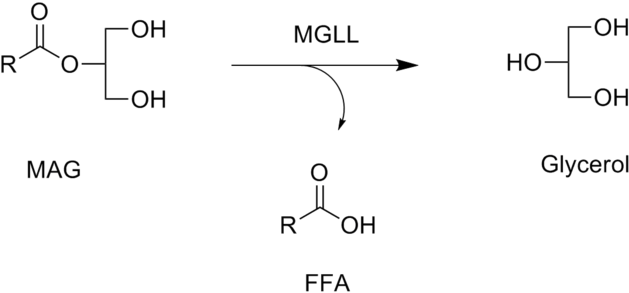 320 × 150 Pixels - Monoacylglycerol Lipase (640x299), Png Download