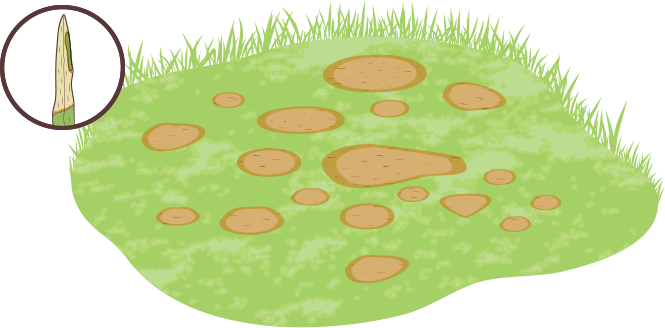 Brown Patch Is A Lawn Fungus That Can Be Caused By - Baseball Field (665x328), Png Download