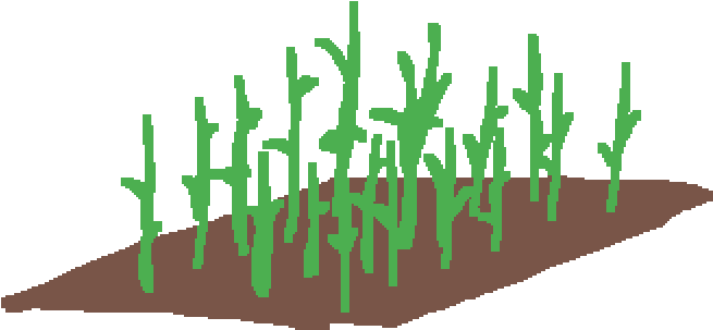 Sugarcane Patch - Grass (1400x1400), Png Download