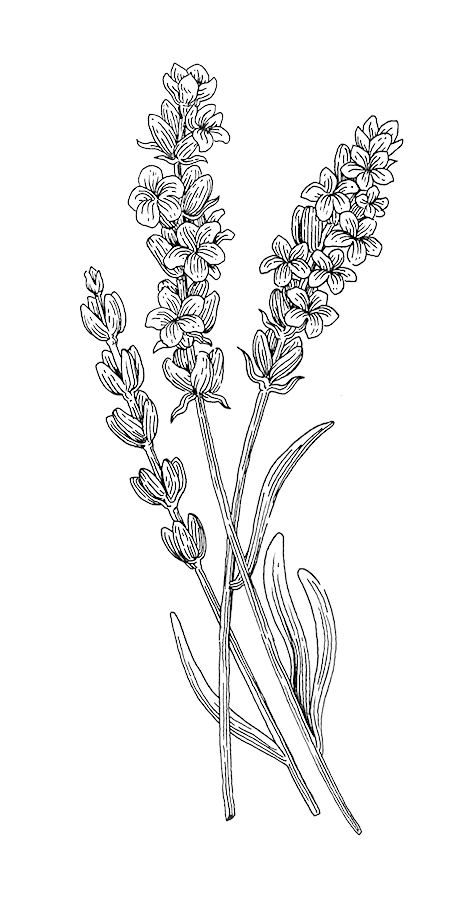 Lavender - Botany (500x909), Png Download