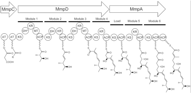 320 × 159 Pixels - Acyl Carrier Protein Structure (640x319), Png Download