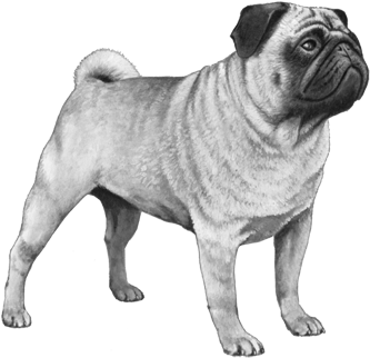 Ear Muzzle Tail - Pug (450x360), Png Download