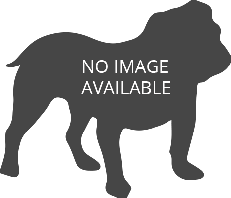 General Information - Silhouette English Bulldog (630x400), Png Download