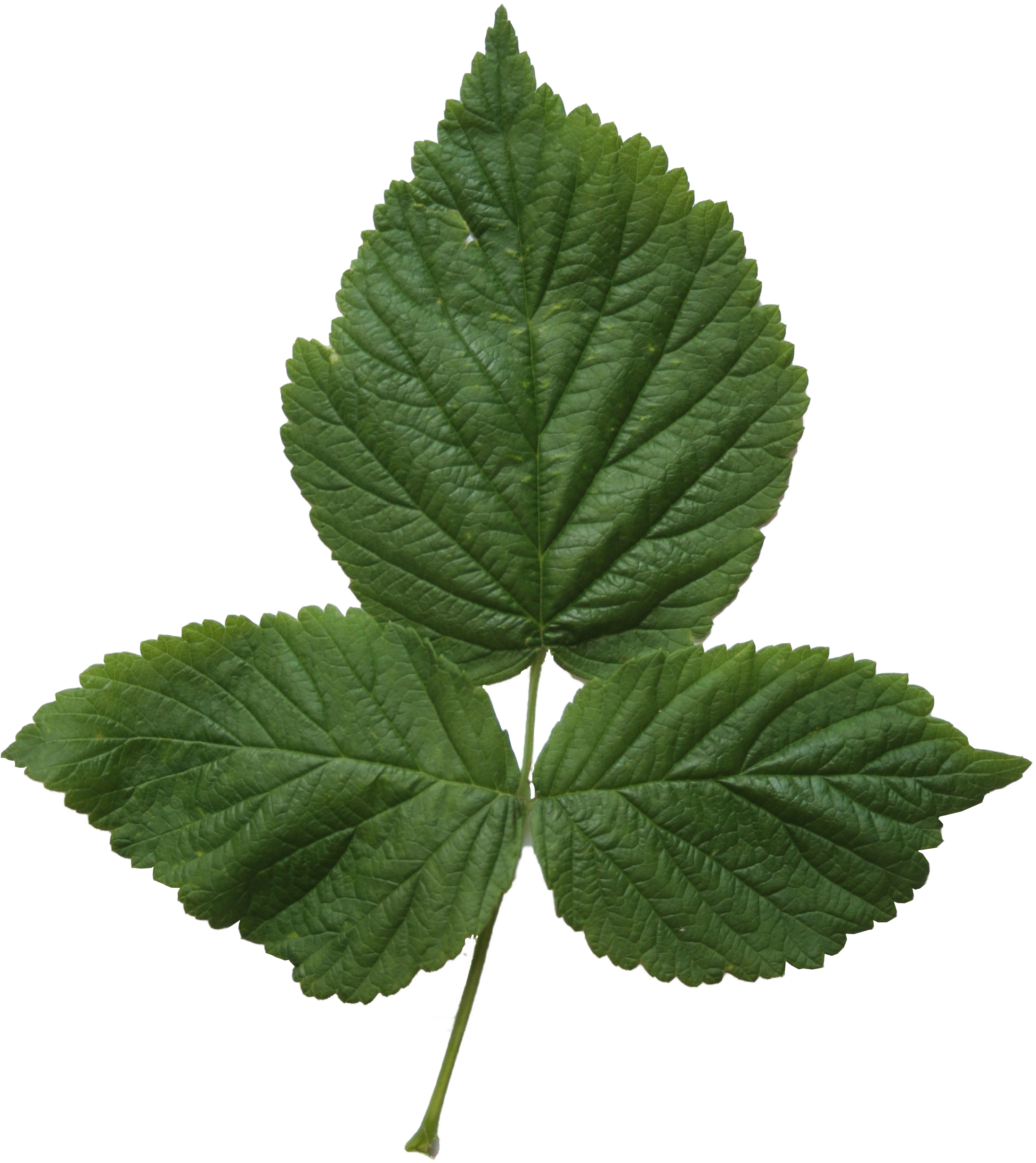 2d Leaves, Cut Out (2304x2720), Png Download