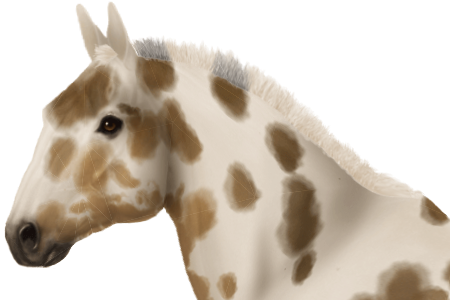 Taken On Sat Apr 07, 2018 - Mustang Horse (450x300), Png Download