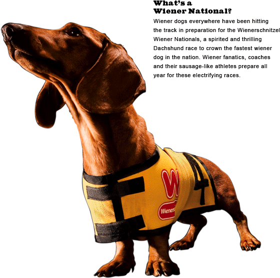 Wiener Dog Nationals 2013 Movie Trailer - Wienerschnitzel Dog (580x560), Png Download