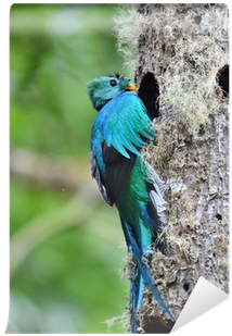 Resplendent Quetzal (400x400), Png Download