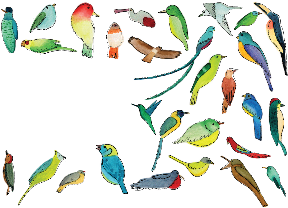 Coraciiformes (959x675), Png Download
