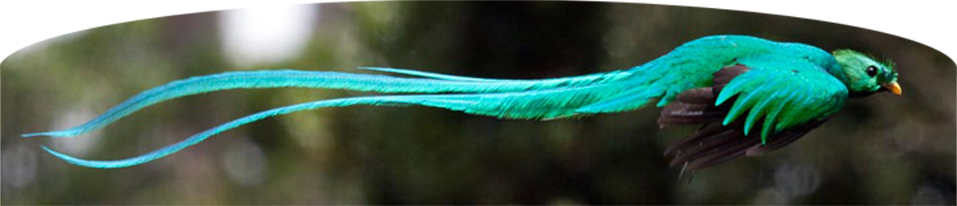 Resplendent Quetzal (957x206), Png Download