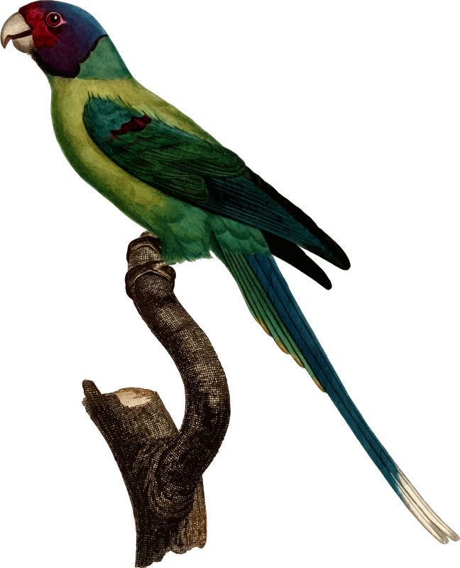 Medium Image - Parrot (648x800), Png Download