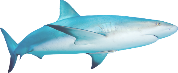 Secure - Great White Shark (601x246), Png Download