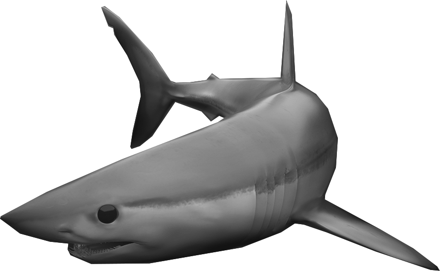 See Why The Shortfin Mako Captures Our Essence - Killer Whale (892x550), Png Download