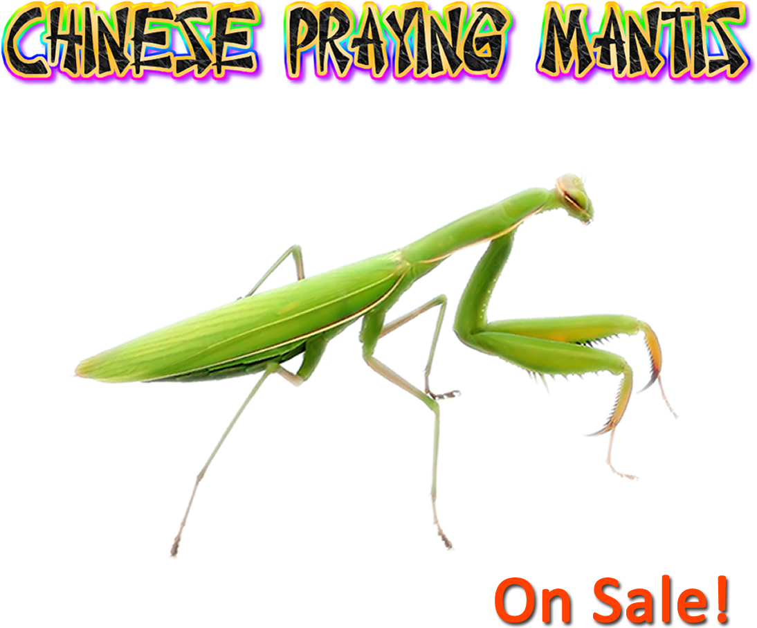 Chinese Praying Mantis Nymphs L-6 To L7 - Chinese Praying Mantis (live) + Free Fruit Flies (1157x989), Png Download