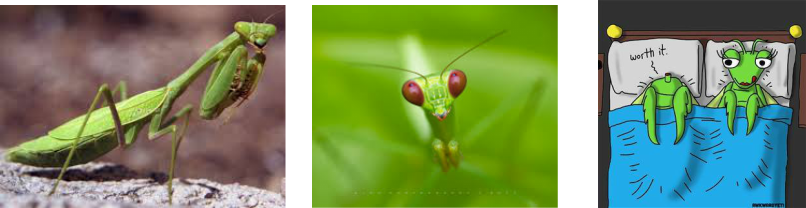Religiosa Physical Description ﻿the Praying Mantis - Stevie Bird Asks, Ever Wonder? Christian Edition (806x208), Png Download