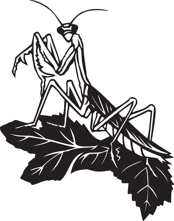 Black And White Praying Mantis (600x763), Png Download