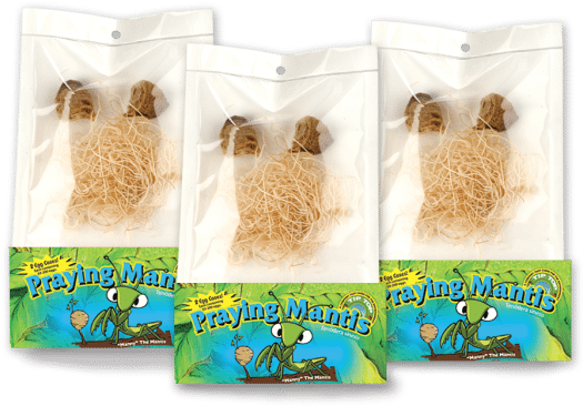 Live Praying Mantis Egg Cases Pouch - Beneficial Insects (600x402), Png Download