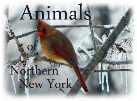 Animals Of Northern New York - New York (450x331), Png Download