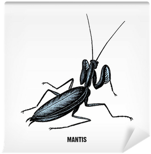 Engraving Vintage Praying Mantis - Mantis (400x400), Png Download