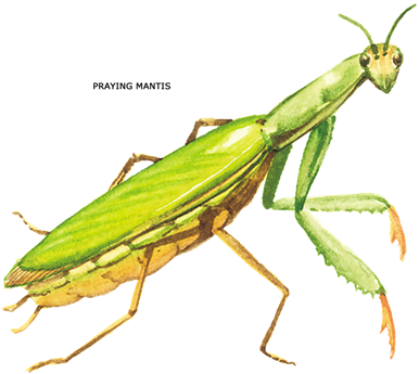 Praying Mantis Insect Ornament (round) (400x359), Png Download