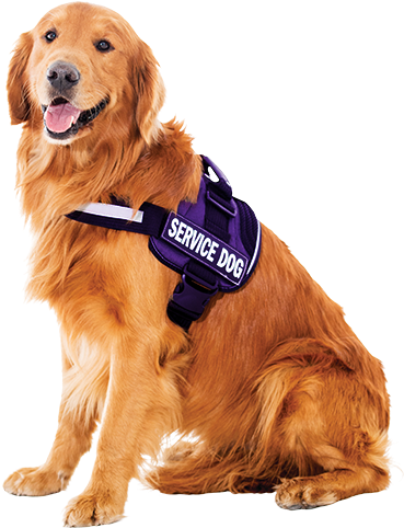 Dog Web Res - Golden Retriever Service Dog Png (400x513), Png Download