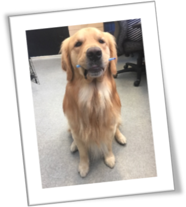 Diary Of A Service Dog - Golden Retriever (382x451), Png Download