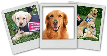 Collage Of Polaroids Of Service Dogs - Service Dogs (575x288), Png Download