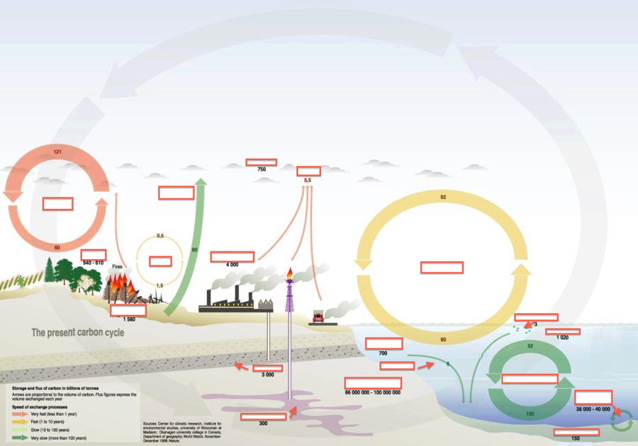 Carbon Cycle Vs Human Activities Clipart Carbon Cycle - Water Carbon And Nitrogen Cycle Combined (900x630), Png Download