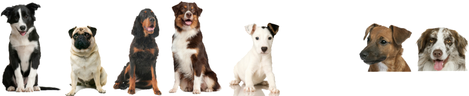 Dog Aggression Training And Obedience North Salem, - Puppy Youtube Banner (950x196), Png Download