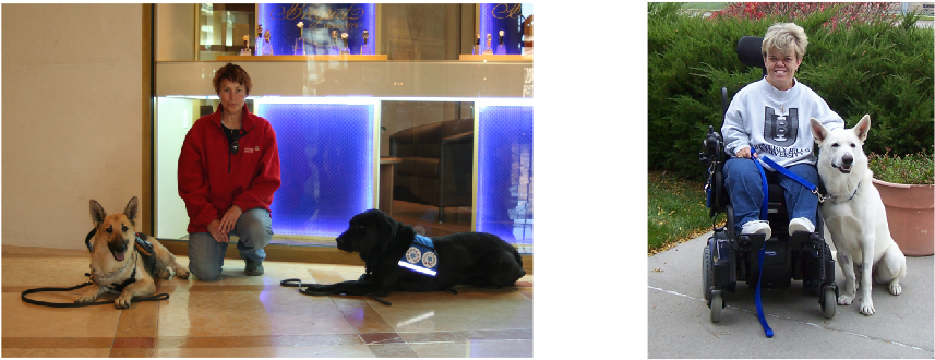 Service Dog Vests - Labrador Retriever (899x339), Png Download
