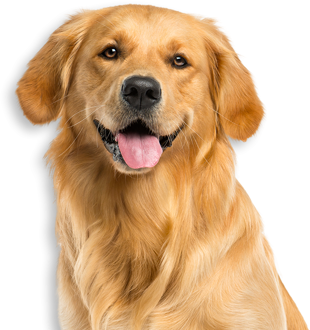 Service Dogs Tv-pg - Dog Pictures White Background (960x700), Png Download