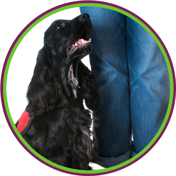 Service Dog & Skills Training - Dog (585x585), Png Download