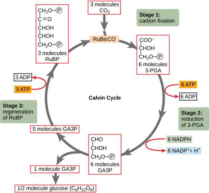 In Stage 1, The Enzyme Rubisco Incorporates Carbon - Calvin Cycle Pga (680x626), Png Download