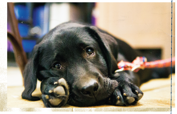 Troops With Ptsd Will Help Train A Labrador Puppy As - Labrador Retriever (620x400), Png Download