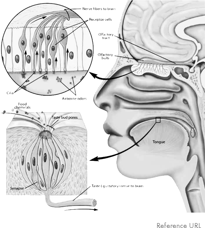 The Receptors Of The Chemical Sensory Systems Send - Smell Molecule (715x802), Png Download