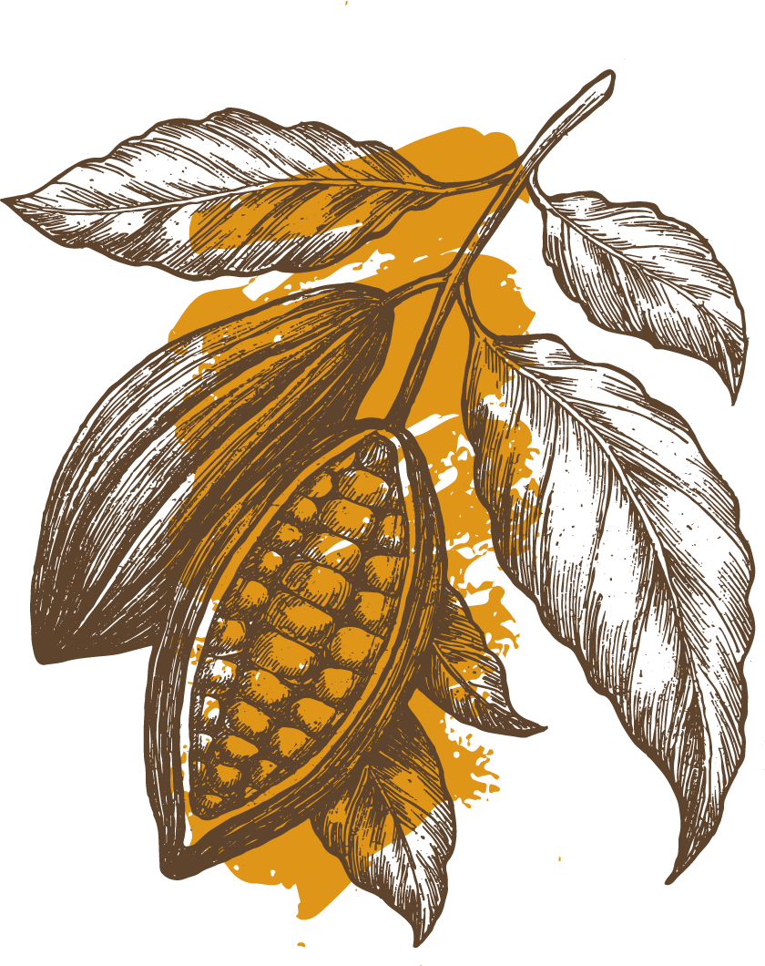 Cocoafruit - Cocoa Illustration (840x1060), Png Download