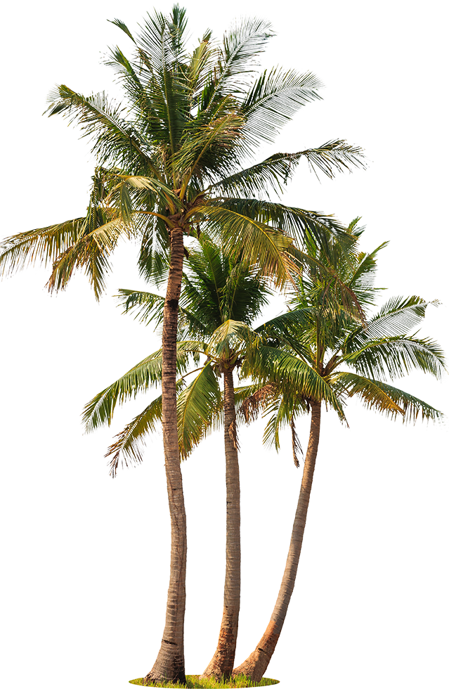 Palm Trees White Background (639x980), Png Download