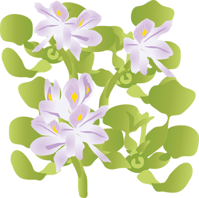 Ian Symbol Eichhornia Crassipes - Water Hyacinth Vector Png (400x399), Png Download