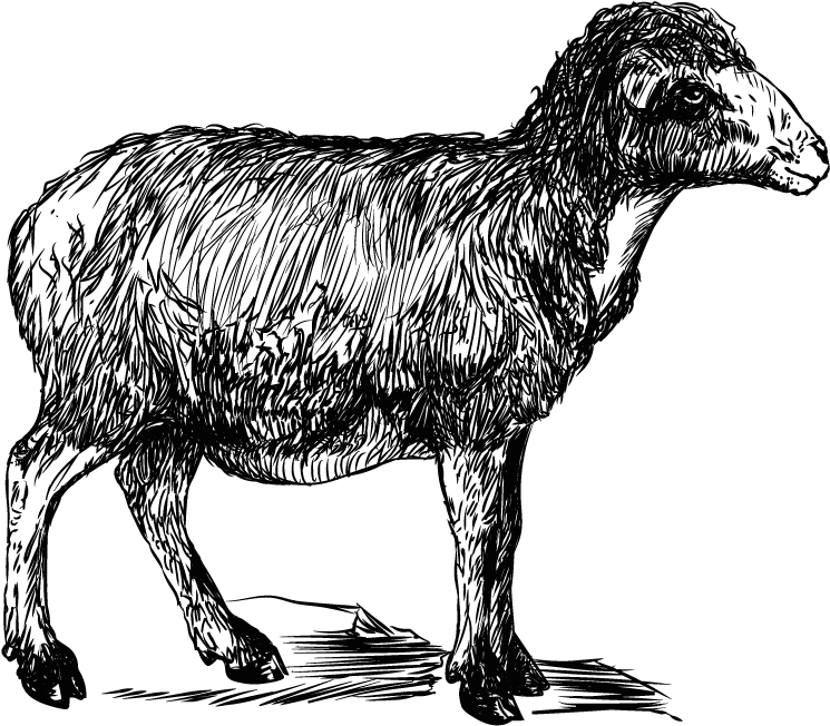 1,8m - Sheep (1000x1000), Png Download