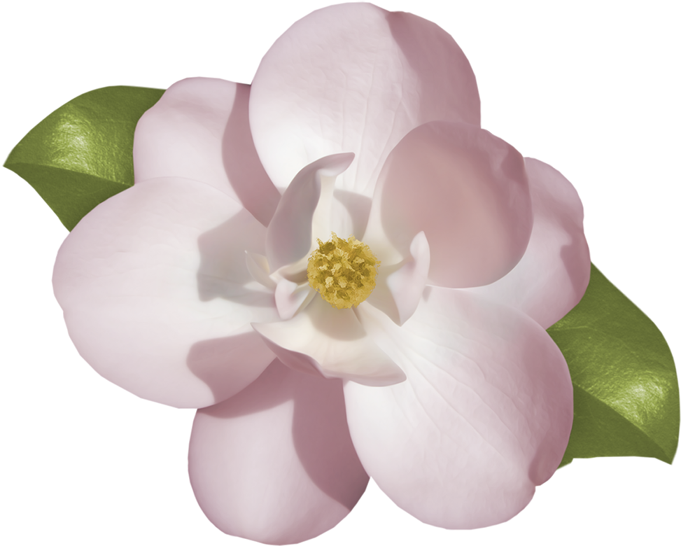 Download Gardenia Clipart Full Size Png Image Pngkit