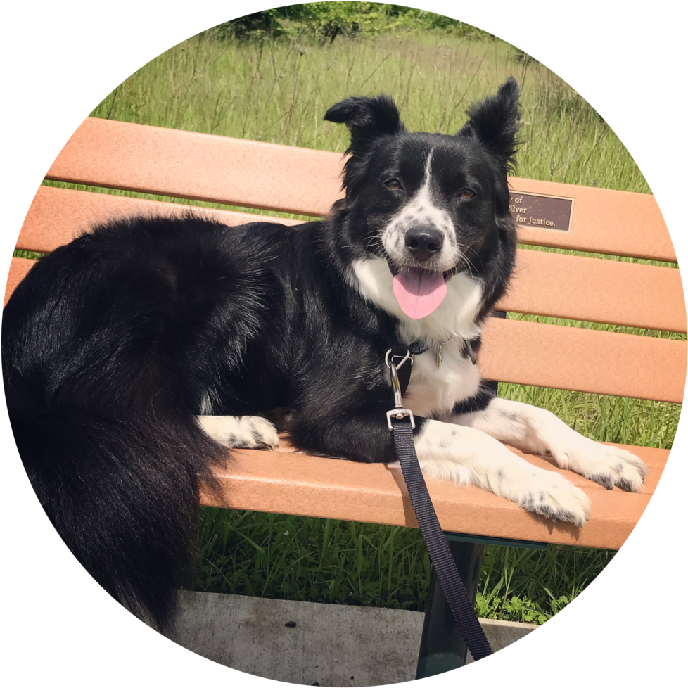 Jake-circular - Corvallis Dog Runner (1000x1000), Png Download